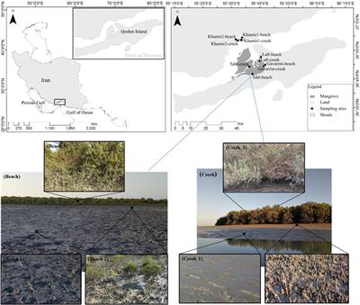 Species Composition and Functional Traits of Macrofauna in Different Mangrove Habitats in the Persian Gulf